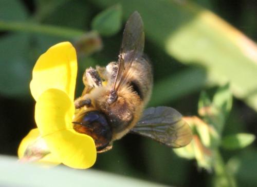 Réf. 212 682 : Megachile sp.